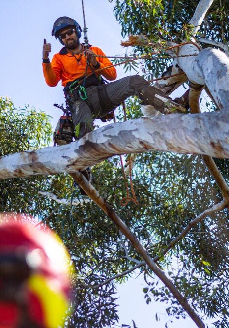 The man from Lightning Ridge is climbing a tree with the assistance of Arbortec Tree Service.