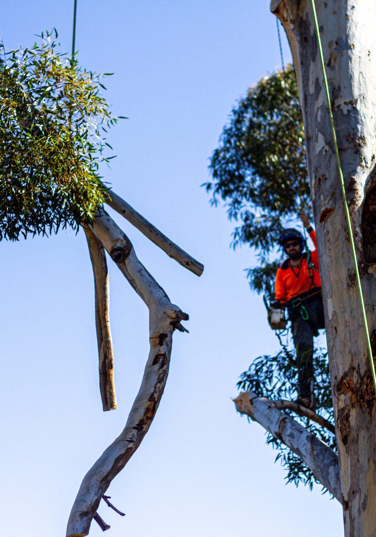 Arborist providing Eucalyptus tree pruning services in Sydney.