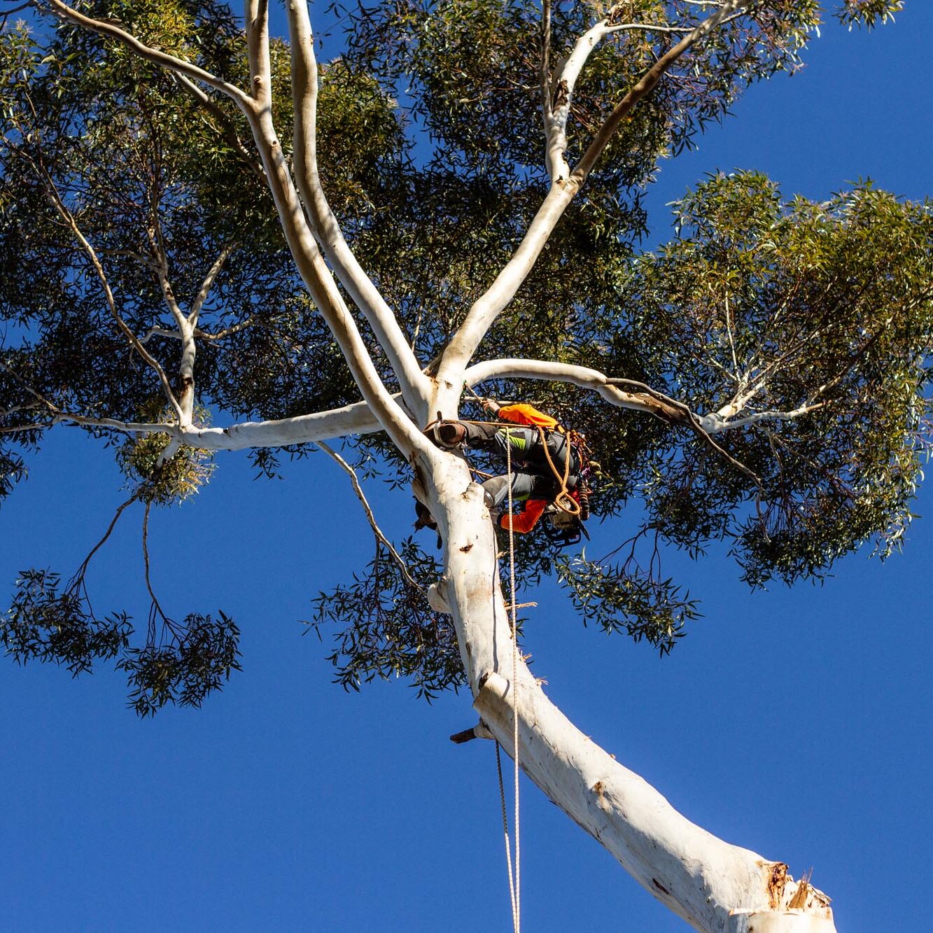 Eucalyptus tree trimming in sydney.
