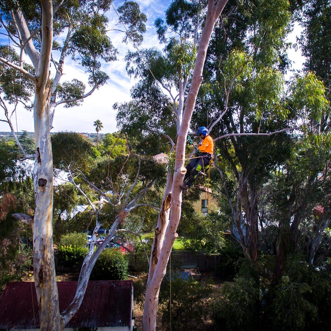 Arbortec, a team of experienced arborists and tree service experts, offers top-notch eucalyptus tree pruning services in Sydney.