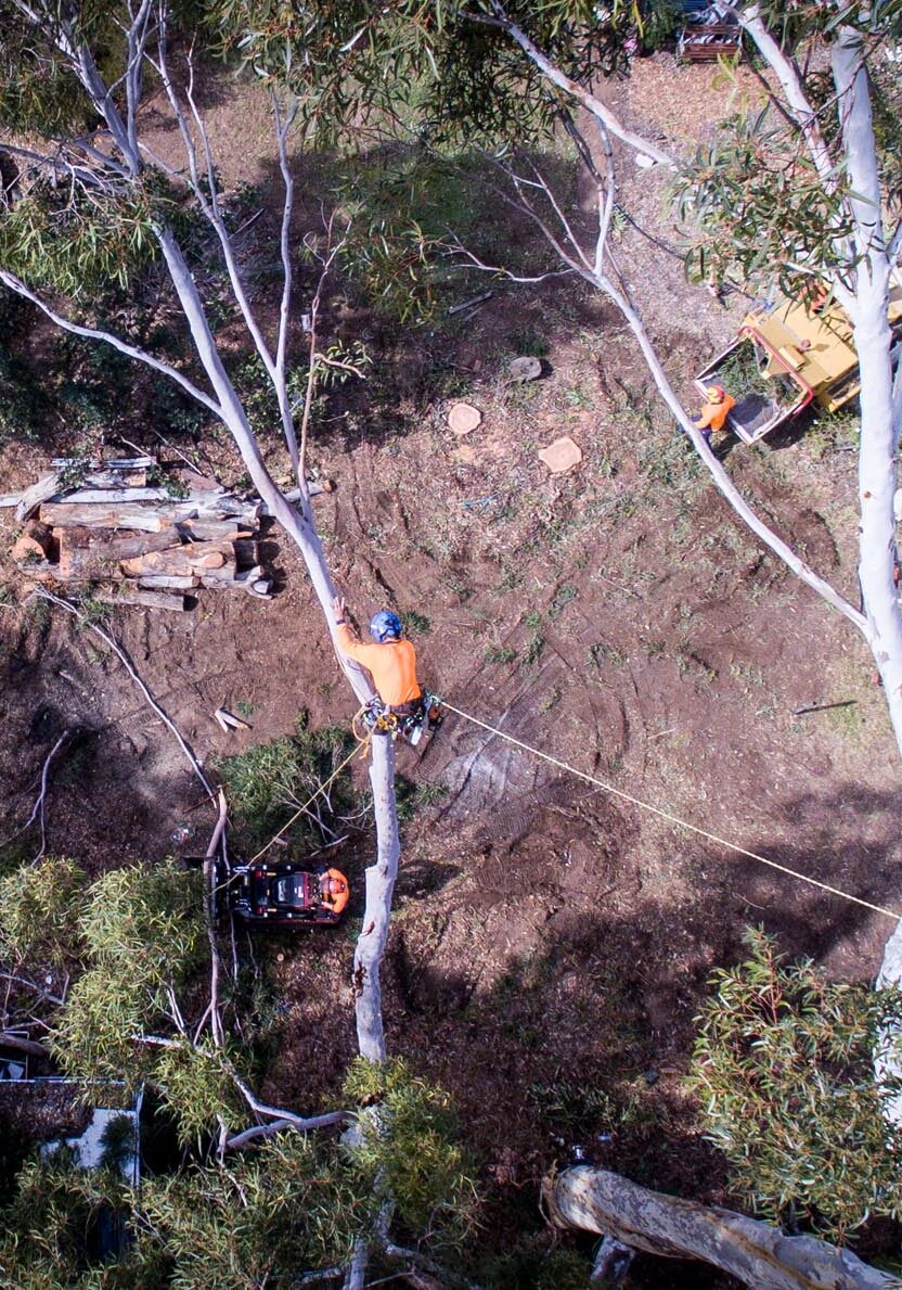 An aerial view of an Arborist cutting down a tree.