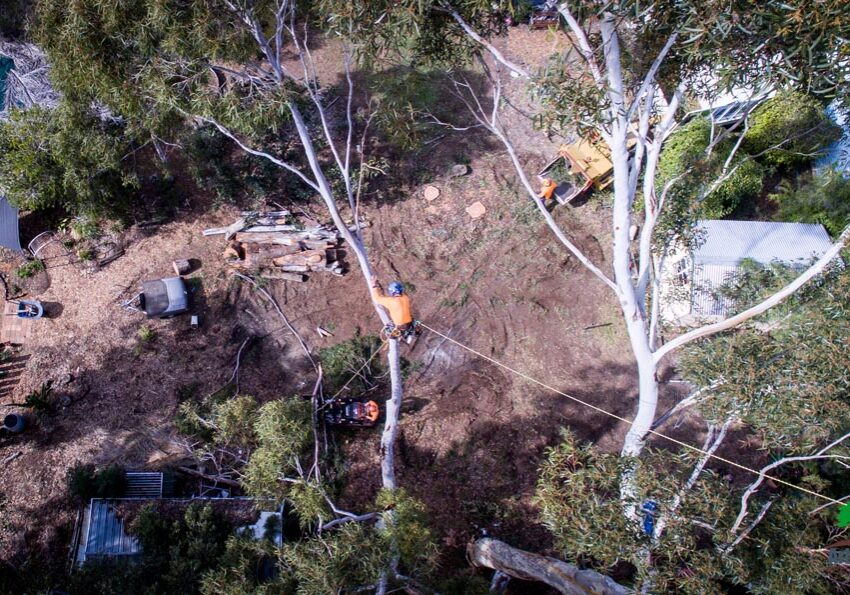 An aerial view of a tree being cut down.